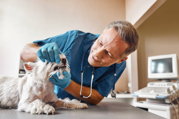 Best Emergency Dental Extractions in East Moriches, NY